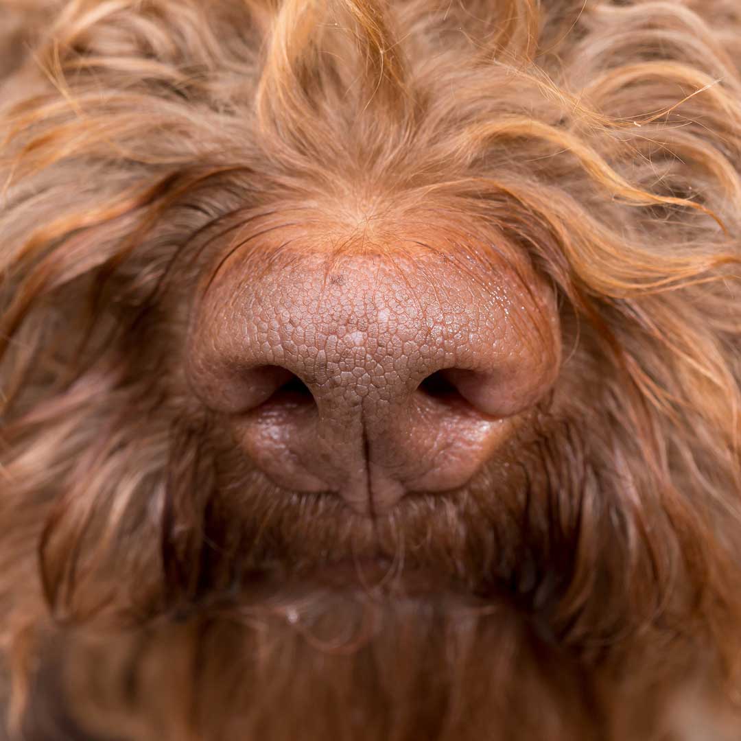 labradoodle nose